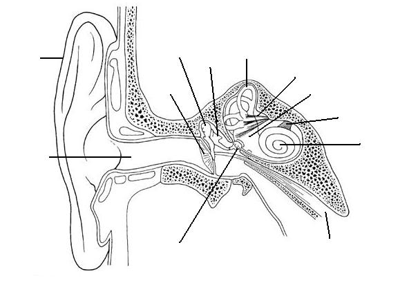 [DIAGRAM] Human Ear Diagram Blank - MYDIAGRAM.ONLINE